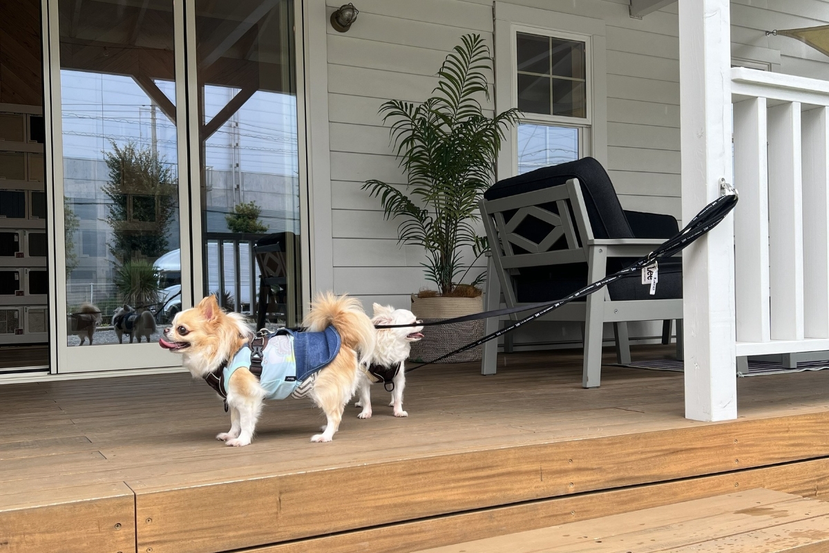愛犬と一緒に過ごす様子
