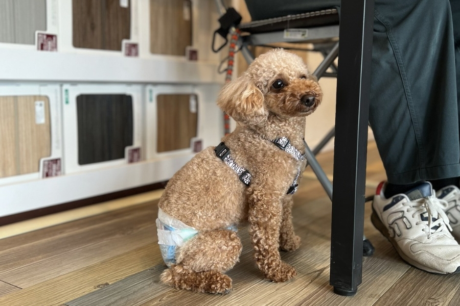愛犬と一緒に家づくりを相談する様子