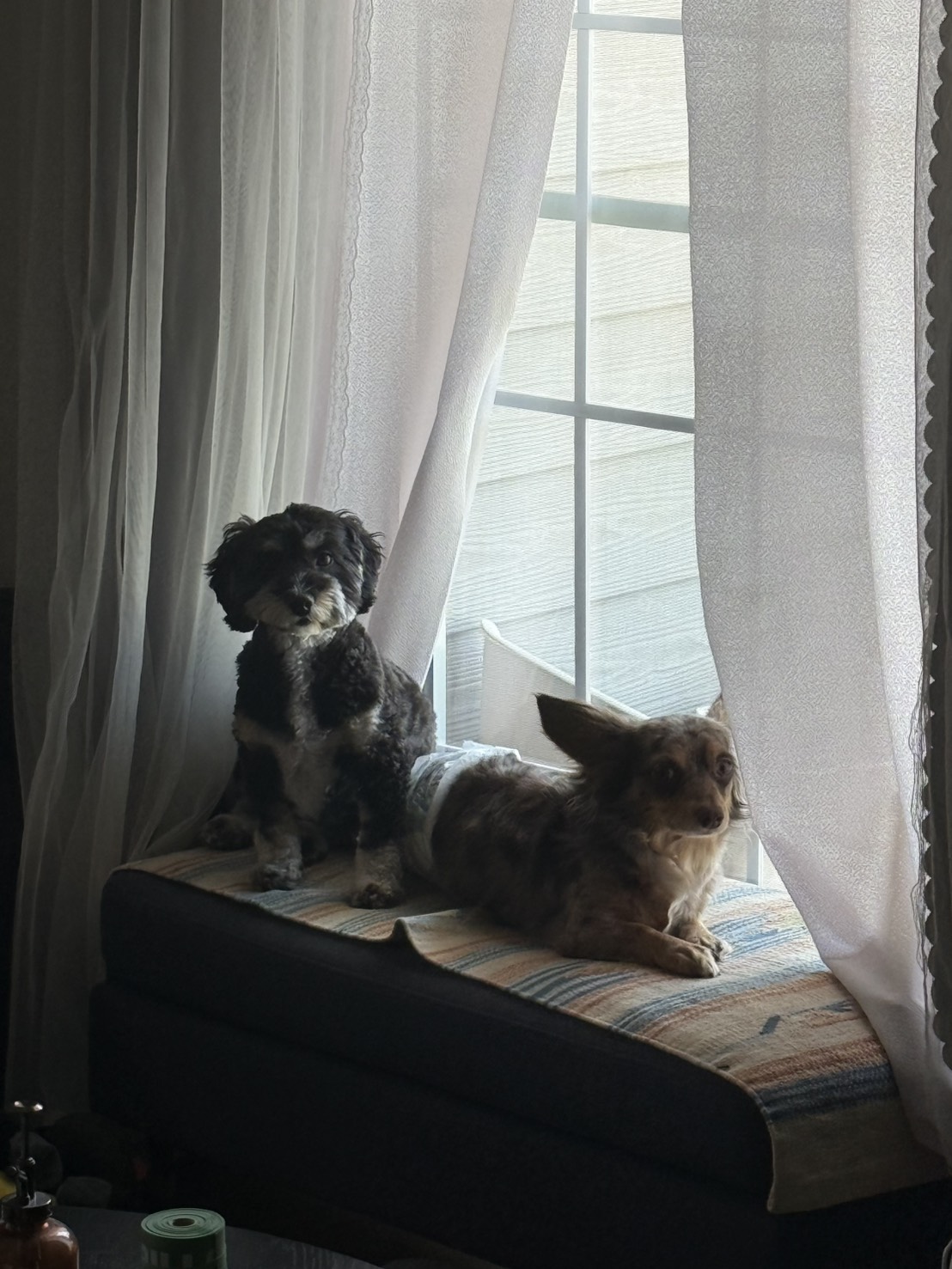 犬も家族